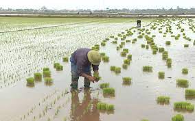 Ninh Giang đẩy nhanh tiến độ gieo cấy lúa xuân
